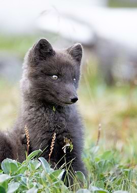 Baby arctic fox in Iceland