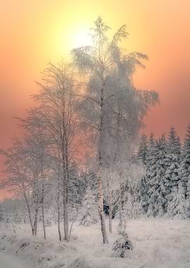 Winter Morning
