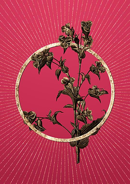 Gold Commelina Tuberosa