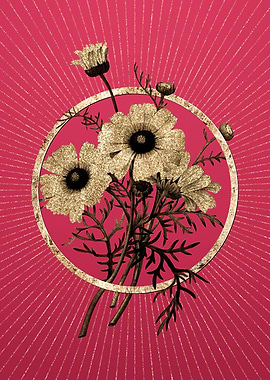 Viva Magenta Chrysanthemum