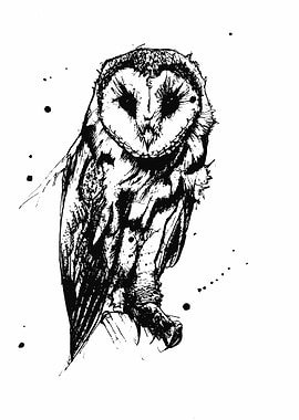 owl