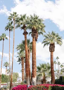 Palm Springs Palm Trees