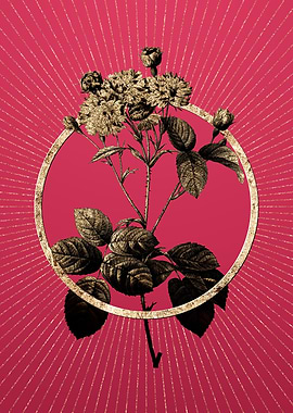 Viva Magenta Pink Rosebush