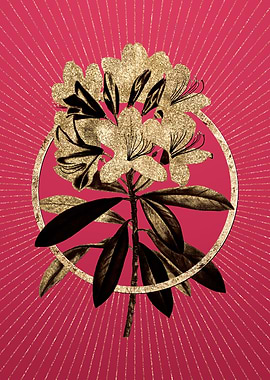 Gold Common Rhododendron