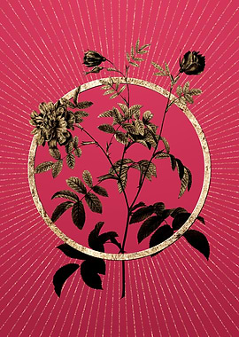 Viva Magenta Cinnamon Rose