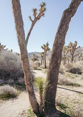 Joshua Tree Hiking Trail