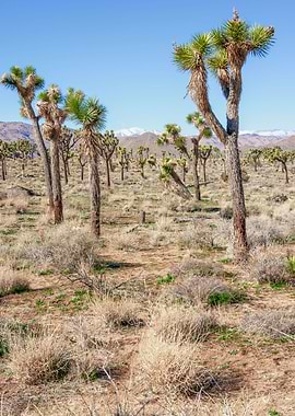 Joshua Tree Landscape