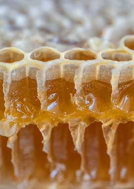 Honeycomb