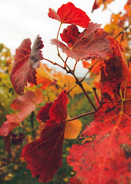 vineyard leaf in autumn