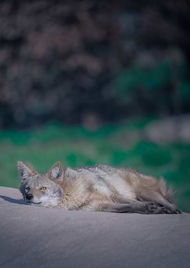 Sleepy Coyote