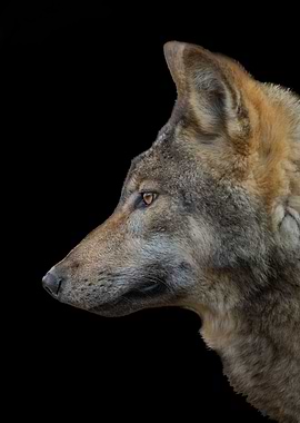 Wolf Eyes of the Wild