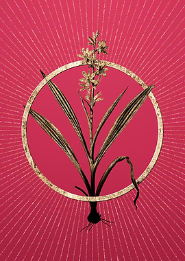 Wachendorfia Thyrsiflora