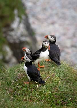Scotland Puffins