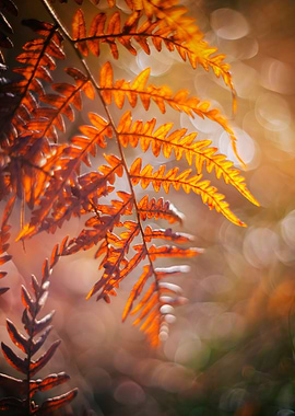 Fern leaf in autumn forest
