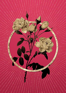 White Rose on Viva Magenta