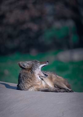 Yawning Coyote