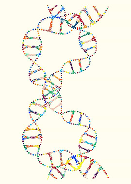 Dna double helix genetics
