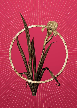 Viva Magenta Crimean Iris