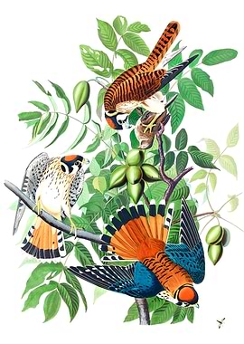 American Sparrow Hawk