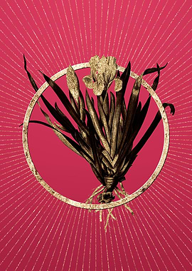 Viva Magenta Crimean Iris