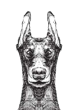Sketch style doberman dog