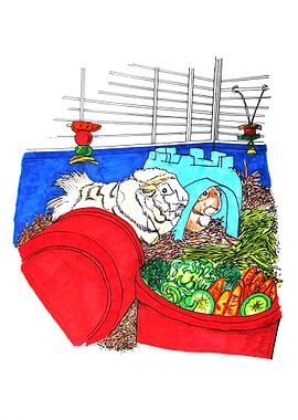 Guinea Pigs In A Cage