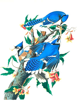 Blue Jay