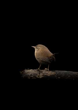 Eurasian wren