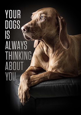 Your dogs is always think