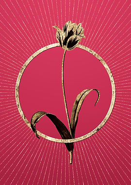 Viva Magenta Didiers Tulip