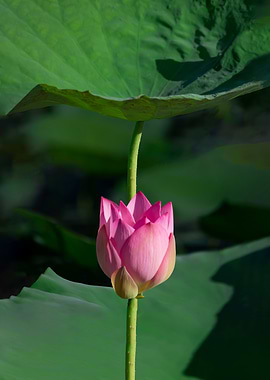 lotus