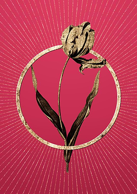 Viva Magenta Didiers Tulip