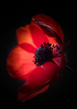 Blooming red anemones