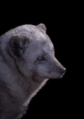 Polar Fox