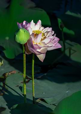 Heavy petal lotus