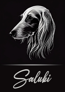 Elegant Saluki