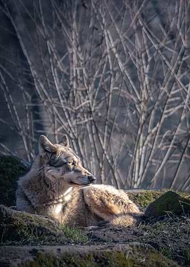Resting wolf