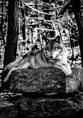 Timber Wolf Thinking