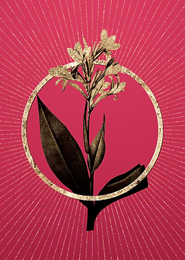 Viva Magenta Water Canna