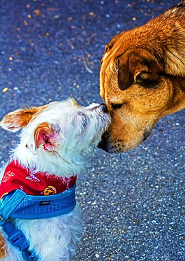 TWO FRIENDLY DOGS