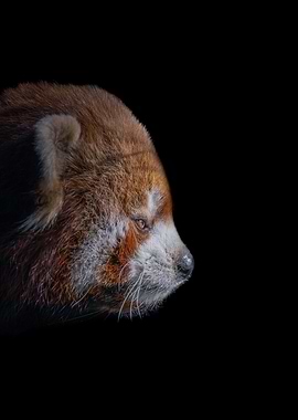 Red Panda