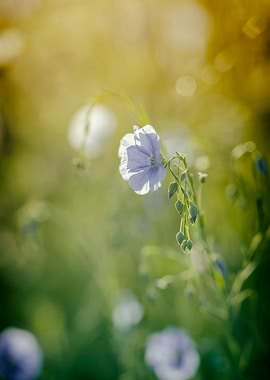 Blue flax flowers, macro