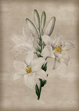 Madonna White Lily