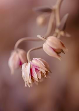 Pink columbine flowers