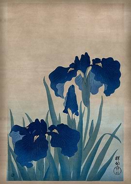 Blue Iris Japanese Drawing