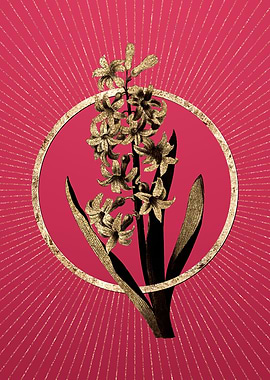 Dutch Hyacinth on Magenta