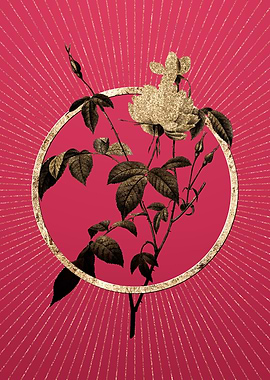 Gold White Bengal Rose