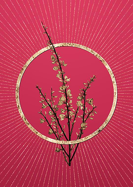 Viva Magenta White Broom