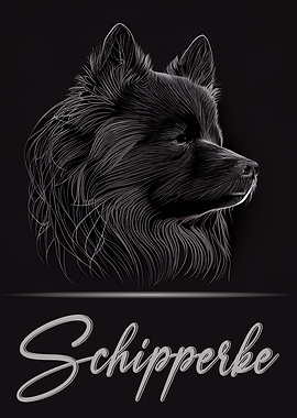 Schipperke Portrait