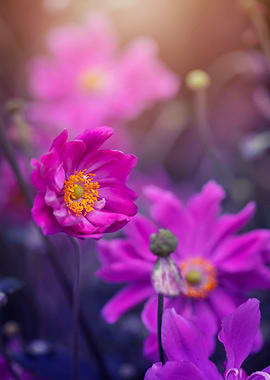 Pink purple anemone, macro